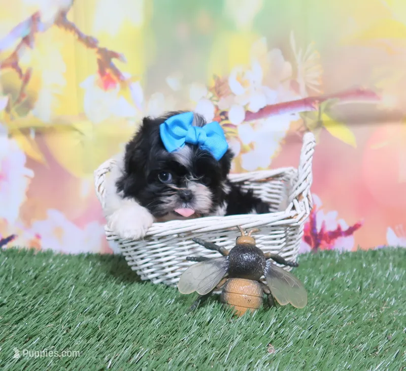 Pick Me – Shih Tzu puppy for sale in Springfield, KY