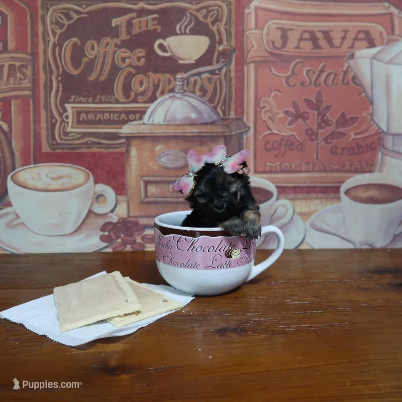 Veronica Female #2 – Poodle - Toy  puppy for sale in Springfield, KY