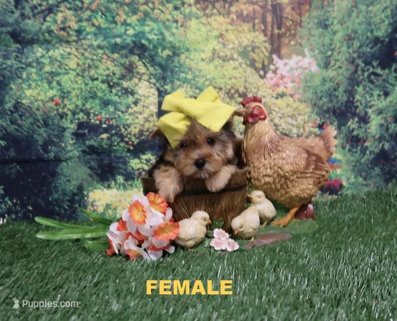 Naomi Female #2 – Yorkshire Terrier puppy for sale in Springfield, KY