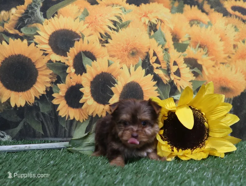 Blue Gene Chocolate Male – Yorkshire Terrier puppy for sale in Springfield, KY