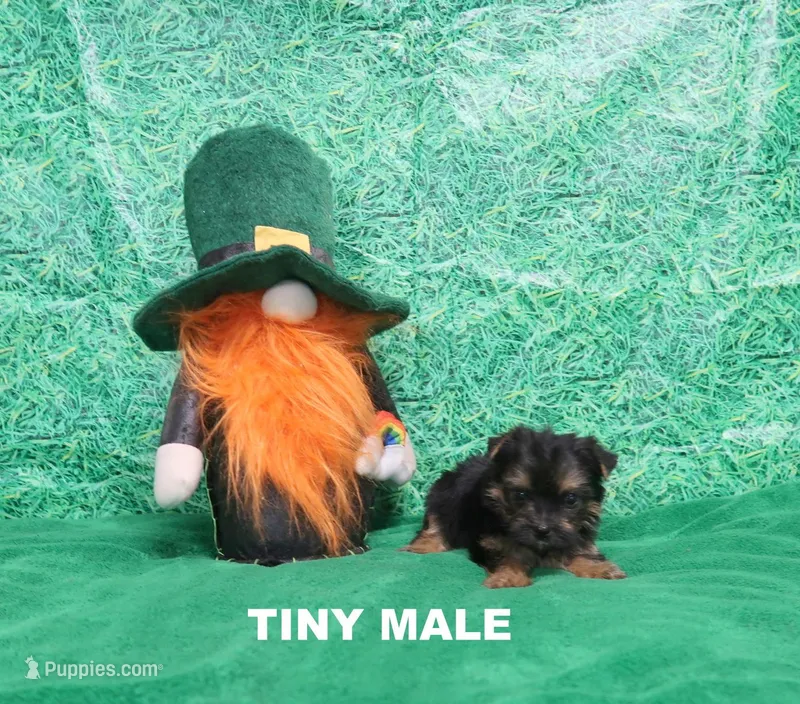 Tiny Male – Yorkshire Terrier puppy for sale in Springfield, KY