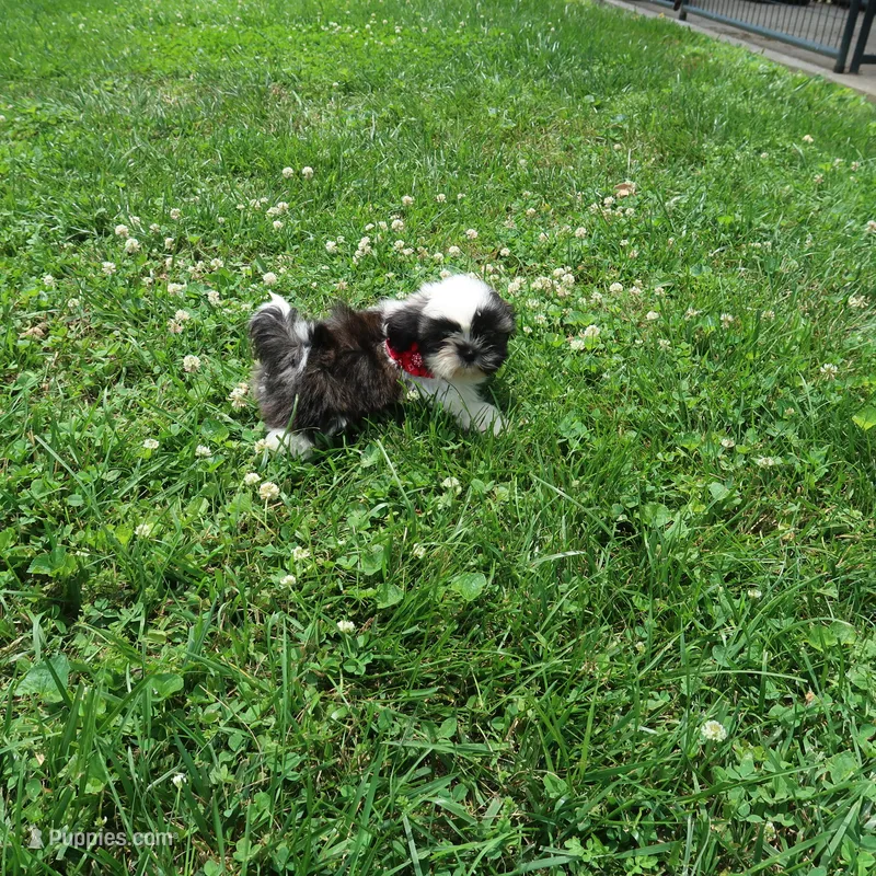 You name me – Shih Tzu puppy for sale in Springfield, KY