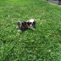 You name me, a male Shih Tzu for sale in Springfield, KY – 1 of 1