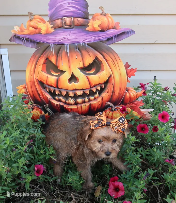 Sable Female – Yorkshire Terrier puppy for sale in Springfield, KY