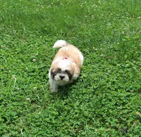 Light Tri colored, a male Shih Tzu for sale in Springfield, KY – 2 of 2
