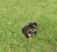 You name me, a male Yorkshire Terrier for sale in Springfield, KY – 1 of 3