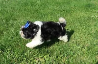 Blk/Wht Female, a female Shih Tzu for sale in Springfield, KY – 3 of 3