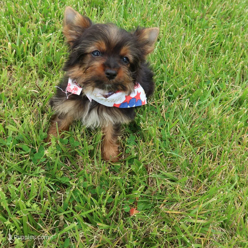 I'm waiting on YOU – Yorkshire Terrier puppy for sale in Springfield, KY