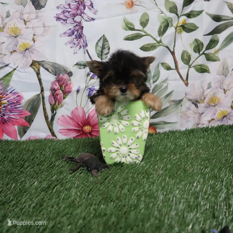 Little Man – Yorkshire Terrier puppy for sale in Springfield, KY