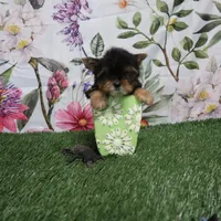 Little Man, a male Yorkshire Terrier for sale in Springfield, KY – 1 of 1