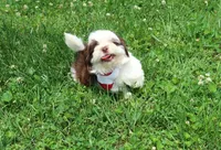 Chocolate/White, a male Shih Tzu for sale in Springfield, KY – 2 of 2