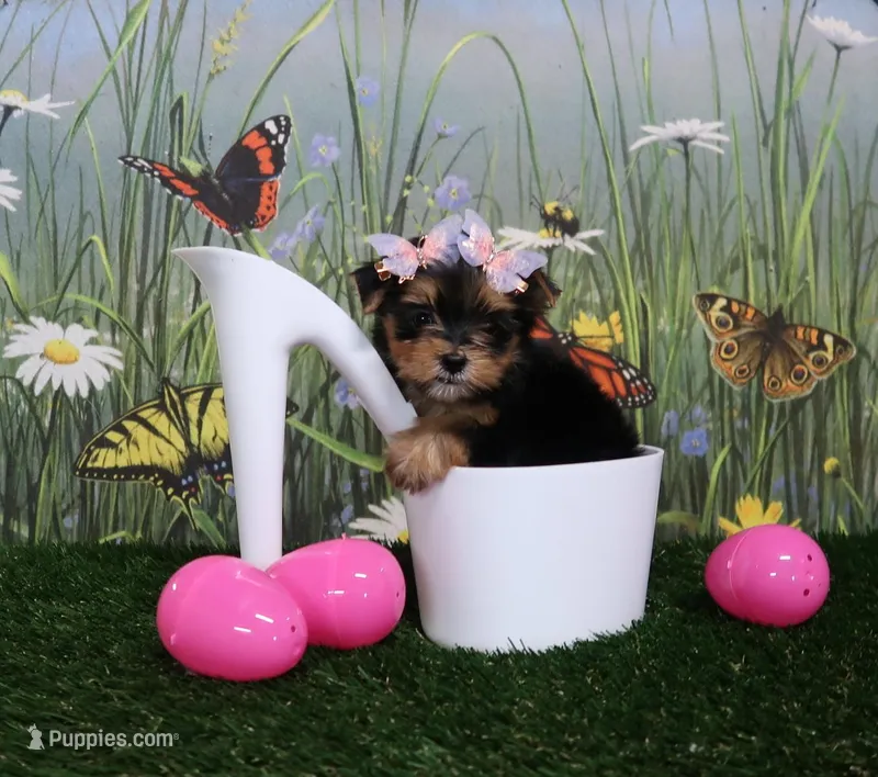 Tiny Teacup female – Yorkshire Terrier puppy for sale in Springfield, KY