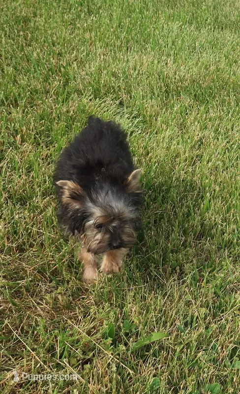 You Name Me – Yorkshire Terrier puppy for sale in Springfield, KY