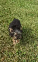 You Name Me, a male Yorkshire Terrier for sale in Springfield, KY – Photo 1 of 3