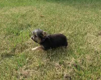 You Name Me, a male Yorkshire Terrier for sale in Springfield, KY – Photo 2 of 3