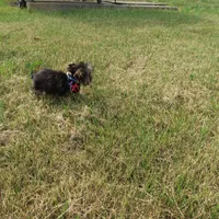 You Name Me, a male Yorkshire Terrier for sale in Springfield, KY – Photo 3 of 3