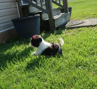 Female blk/wht, a female Shih Tzu for sale in Springfield, KY – 3 of 3