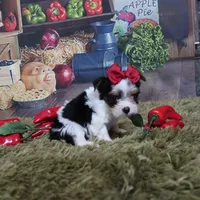 Sprinkles Tiny Female, a female Yorkshire Terrier for sale in Springfield, KY – 1 of 1