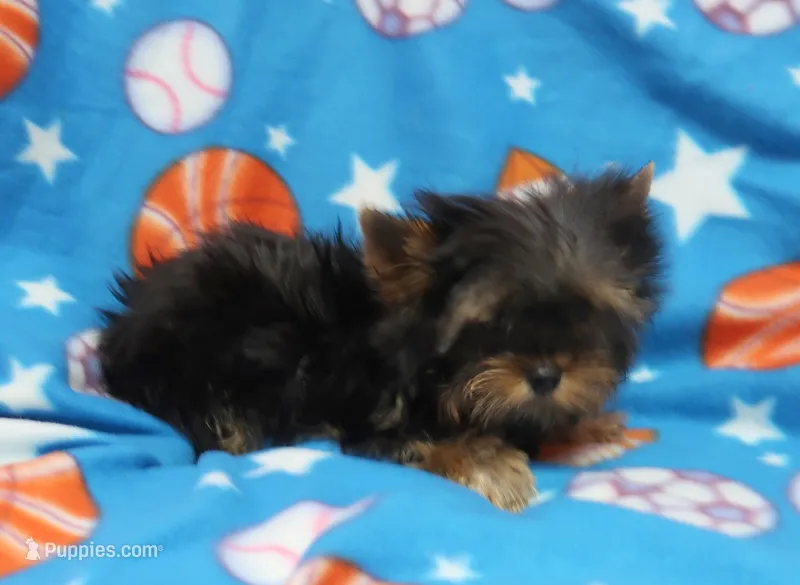 Toy Size Male – Yorkshire Terrier puppy for sale in Springfield, KY