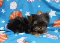 Toy Size Male, a male Yorkshire Terrier for sale in Springfield, KY – 1 of 1