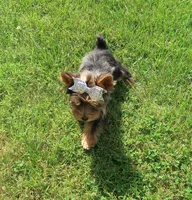 Merle female, a female Yorkshire Terrier for sale in Springfield, KY – 2 of 3