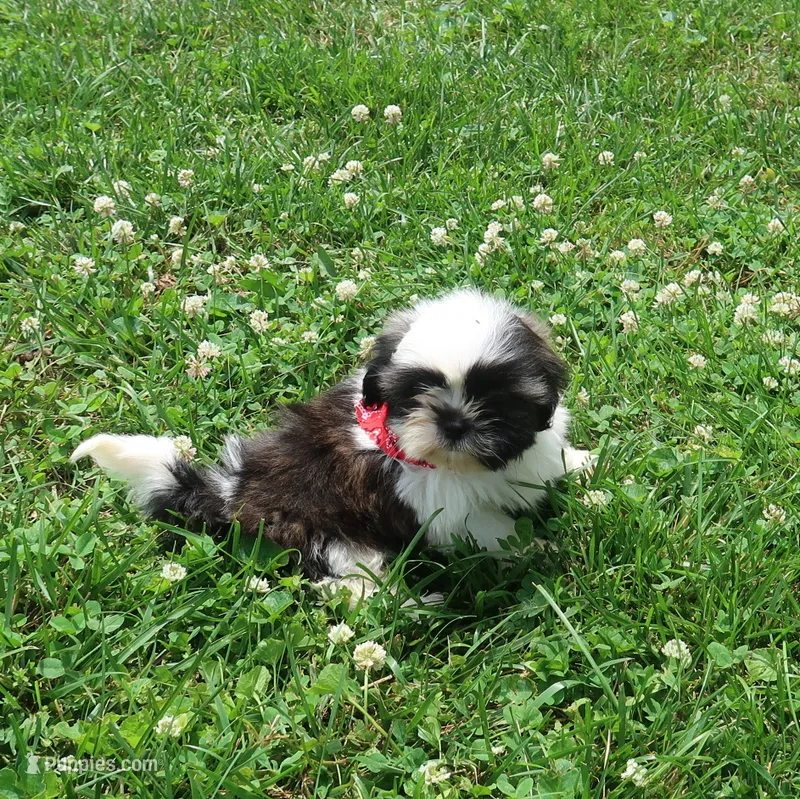 Dark Tri colored – Shih Tzu puppy for sale in Springfield, KY