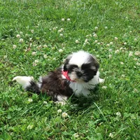 Dark Tri colored, a male Shih Tzu for sale in Springfield, KY – 1 of 1