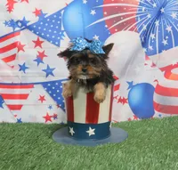 Blue Bow Toy size, a female Yorkshire Terrier for sale in Springfield, KY – 1 of 1
