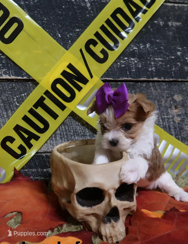 Gold/White Female – Yorkshire Terrier puppy for sale in Springfield, KY