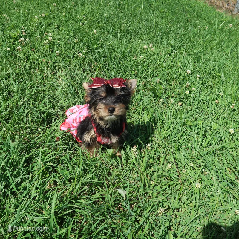 Merle Bloodline – Yorkshire Terrier puppy for sale in Springfield, KY
