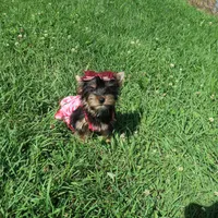 Merle Bloodline, a female Yorkshire Terrier for sale in Springfield, KY – 1 of 3