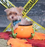 Bright blue eye!, a male Yorkshire Terrier for sale in Springfield, KY – 2 of 2