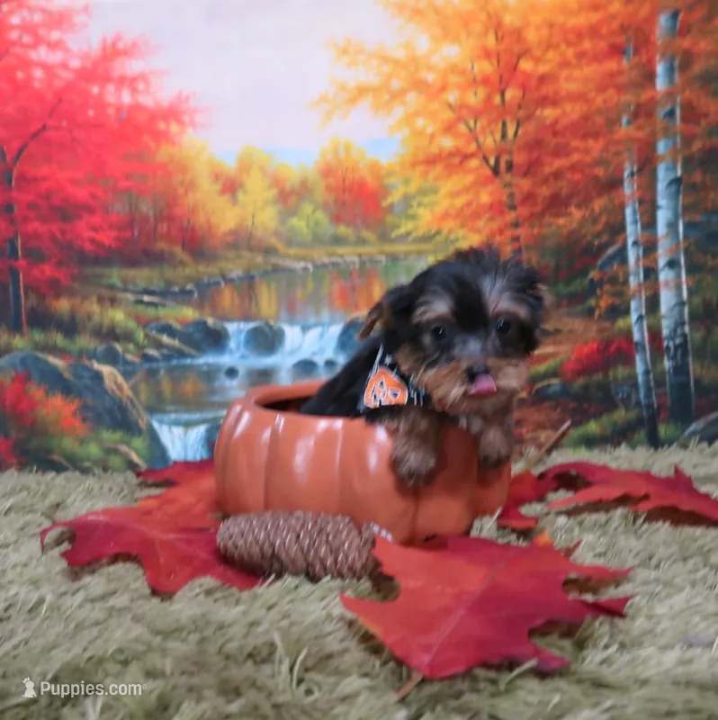 Playful Male – Yorkshire Terrier puppy for sale in Springfield, KY