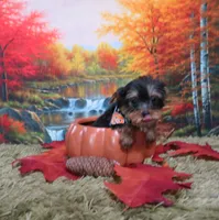 Playful Male, a male Yorkshire Terrier for sale in Springfield, KY – 1 of 2