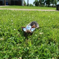 1 Bright Blue Eye!, a female Yorkshire Terrier for sale in Springfield, KY – 2 of 2