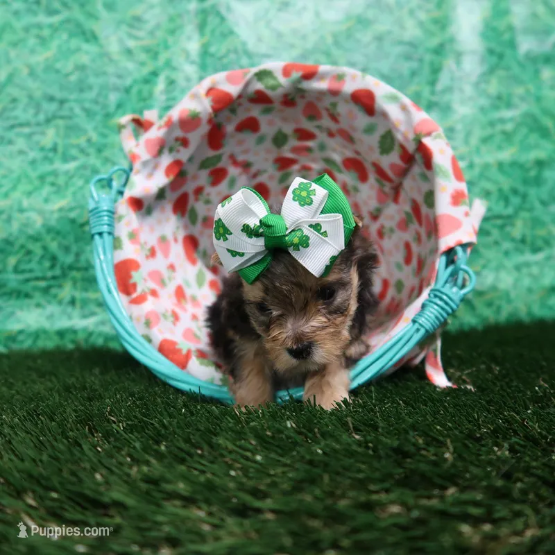 Naomi Female #2 – Yorkshire Terrier puppy for sale in Springfield, KY