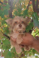 EXCELLENT QUALITY , a male Yorkshire Terrier for sale in Springfield, KY – 2 of 4