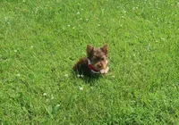 Chocolate Kiss, a female Yorkshire Terrier for sale in Springfield, KY – 2 of 4