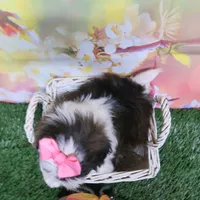 Pink Bow, a female Shih Tzu for sale in Springfield, KY – 2 of 2
