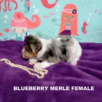 Female Blueberry Merle, a female Yorkshire Terrier for sale in Springfield, KY – Photo 2 of 2