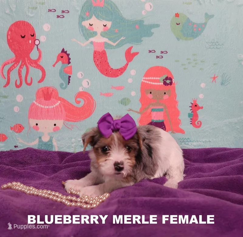Female Blueberry Merle, a female Yorkshire Terrier for sale in Springfield, KY – Photo 1 of 2