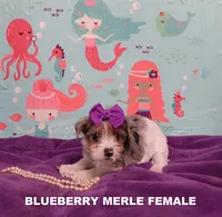 Female Blueberry Merle, a female Yorkshire Terrier for sale in Springfield, KY – Photo 1 of 2