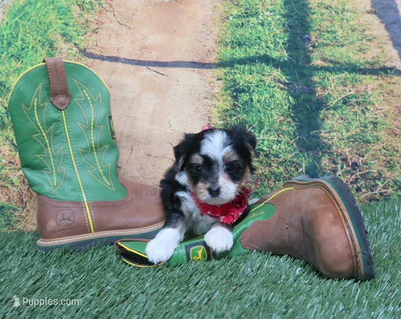 Esther Male #2 – Yorkshire Terrier puppy for sale in Springfield, KY