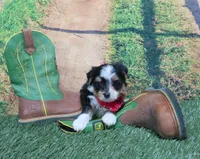 Esther Male #2, a male Yorkshire Terrier for sale in Springfield, KY – 1 of 1