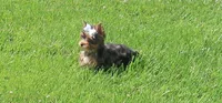 Merle female, a female Yorkshire Terrier for sale in Springfield, KY – 3 of 3