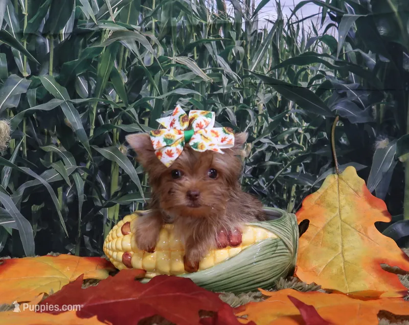Tiny Teacup female – Yorkshire Terrier puppy for sale in Springfield, KY