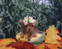 Tiny Teacup female, a female Yorkshire Terrier for sale in Springfield, KY – 1 of 1