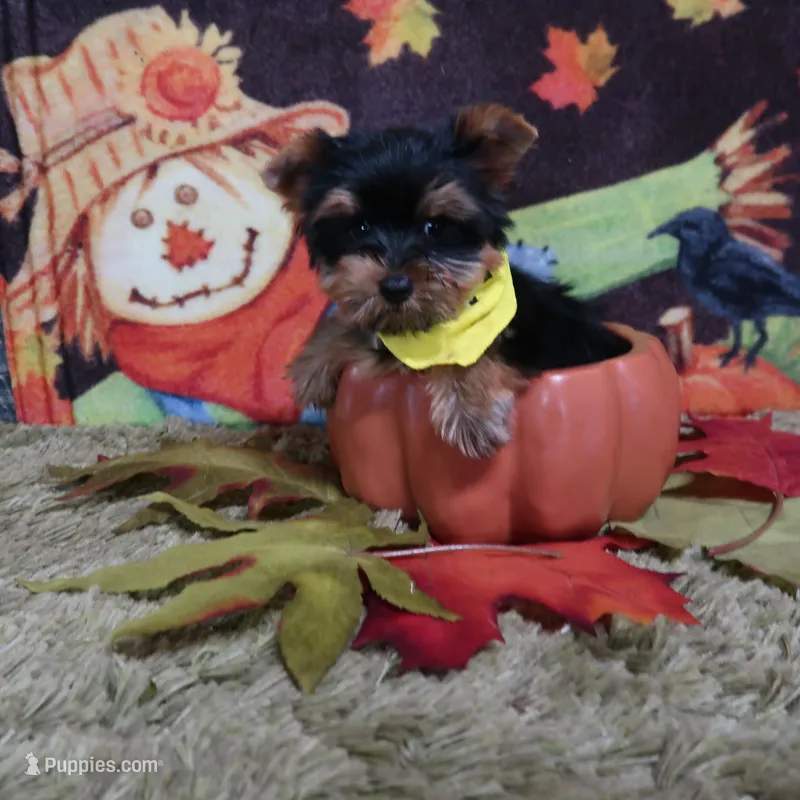 Mercy Baby Blk/Gold – Yorkshire Terrier puppy for sale in Springfield, KY