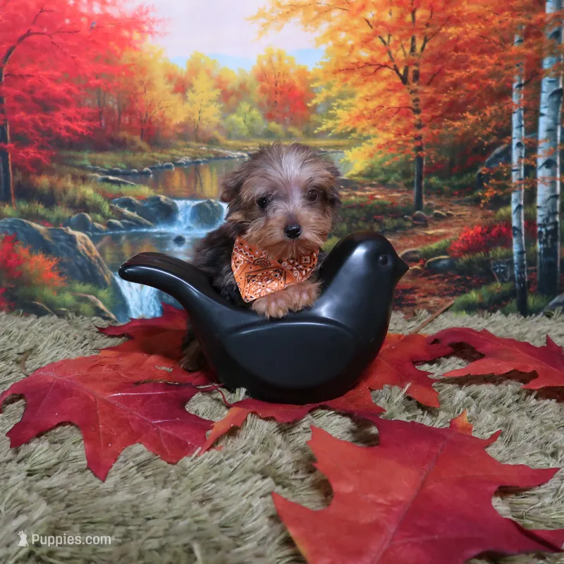 Merle Male – Yorkshire Terrier puppy for sale in Springfield, KY
