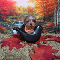 Merle Male, a male Yorkshire Terrier for sale in Springfield, KY – 1 of 1